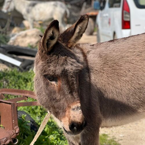 Safe Haven for Donkeys - Safe Haven for Donkeys