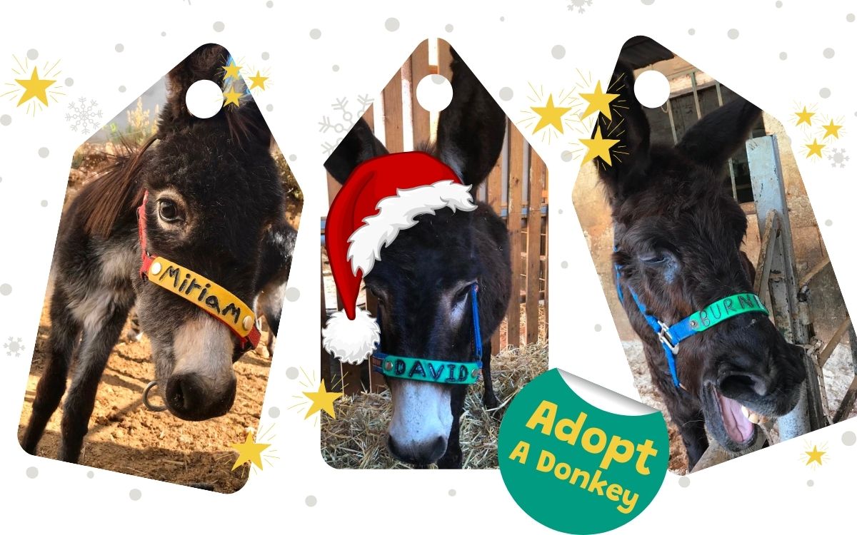 Three donkeys wearing Santa hats with an overlay sticker which says adopt a donkey. 