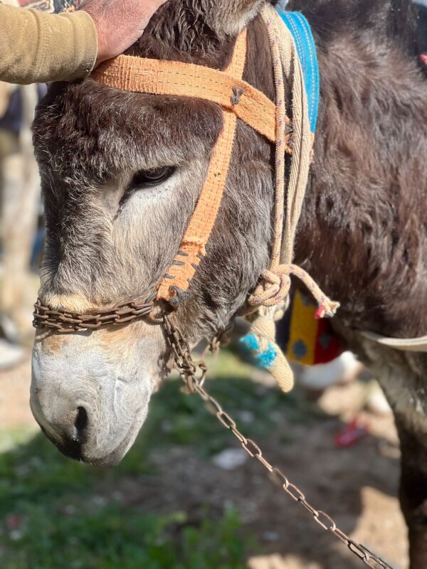 Our donkey update - 11th April 2024 - Safe Haven for Donkeys