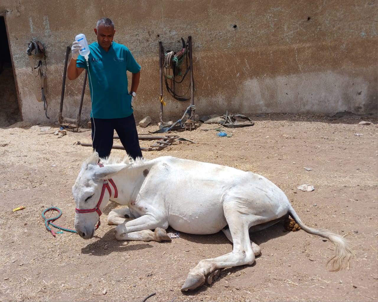 Our donkey update – 23rd May 2024