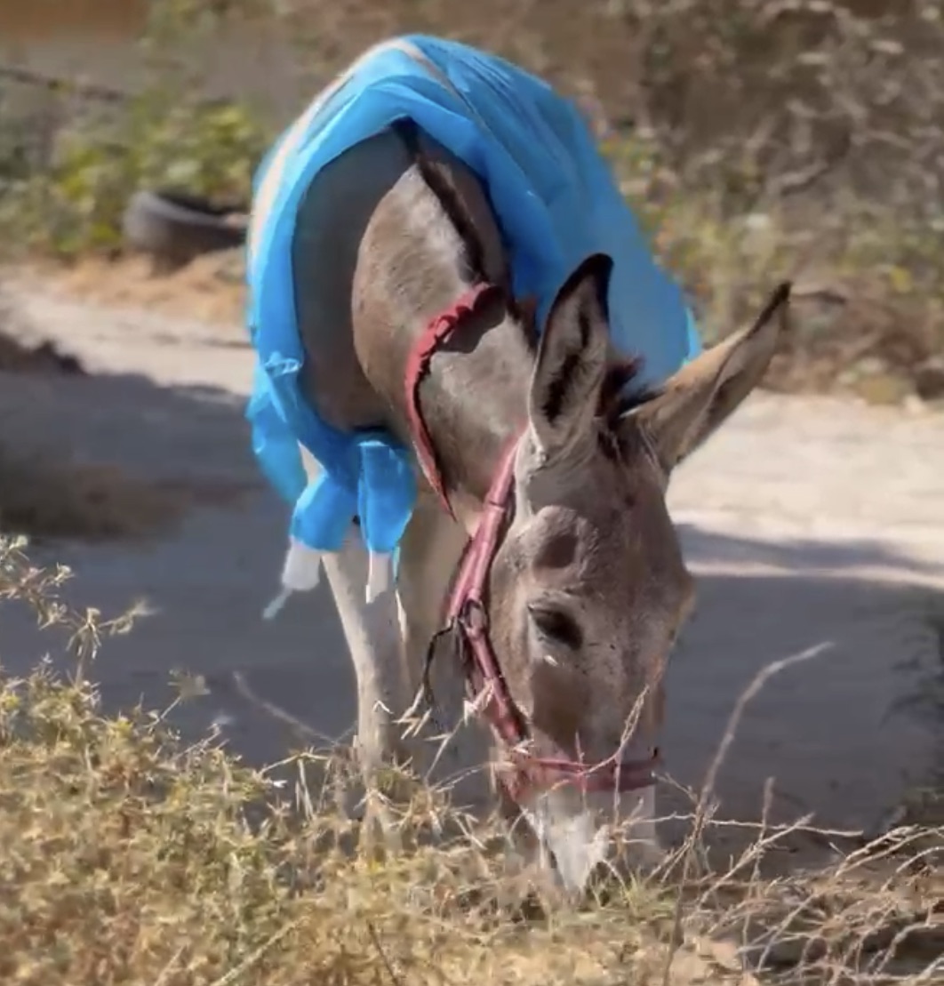 Our donkey update – 20th June 2024