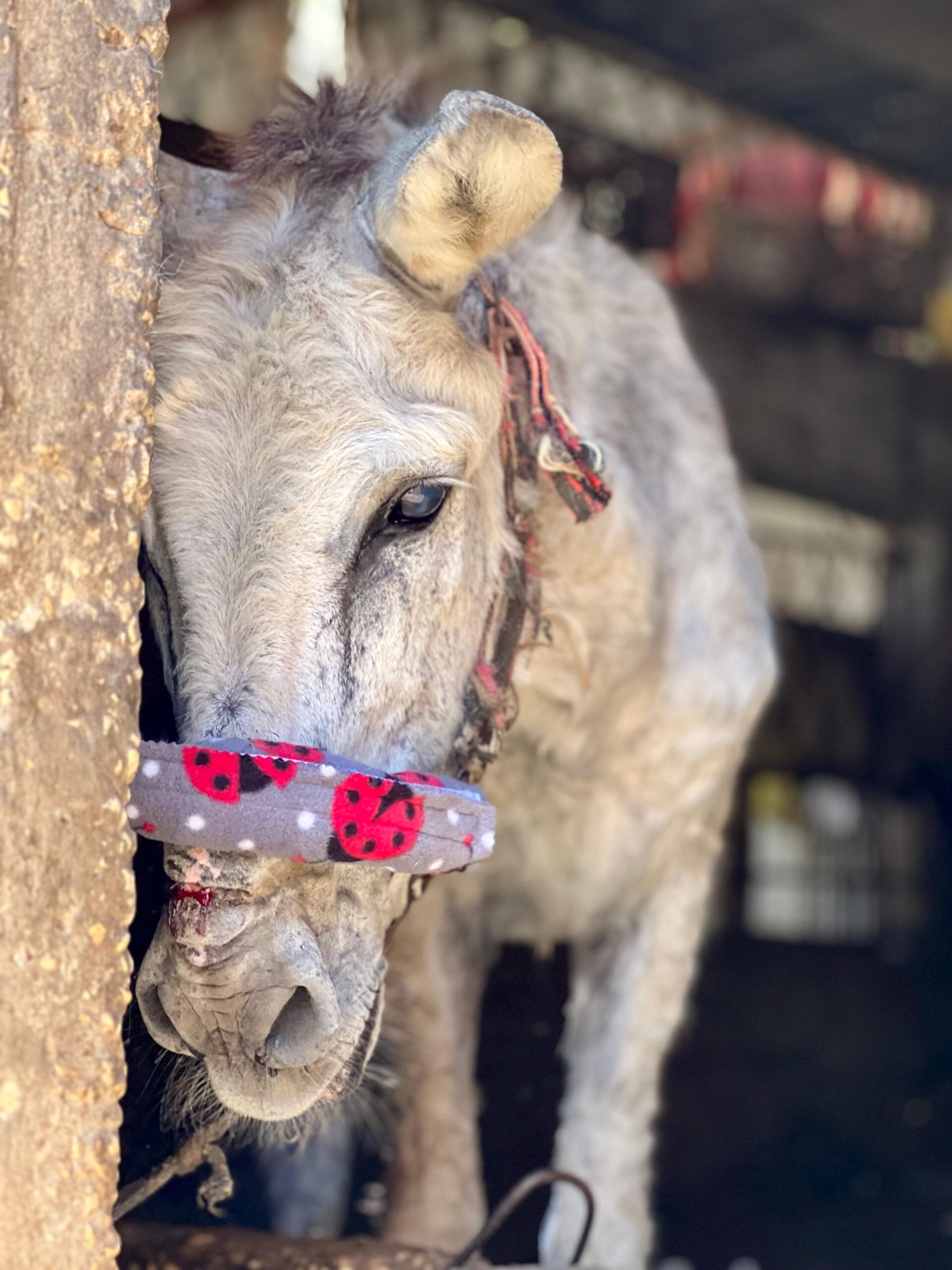 Our donkey update – 13th June 2024