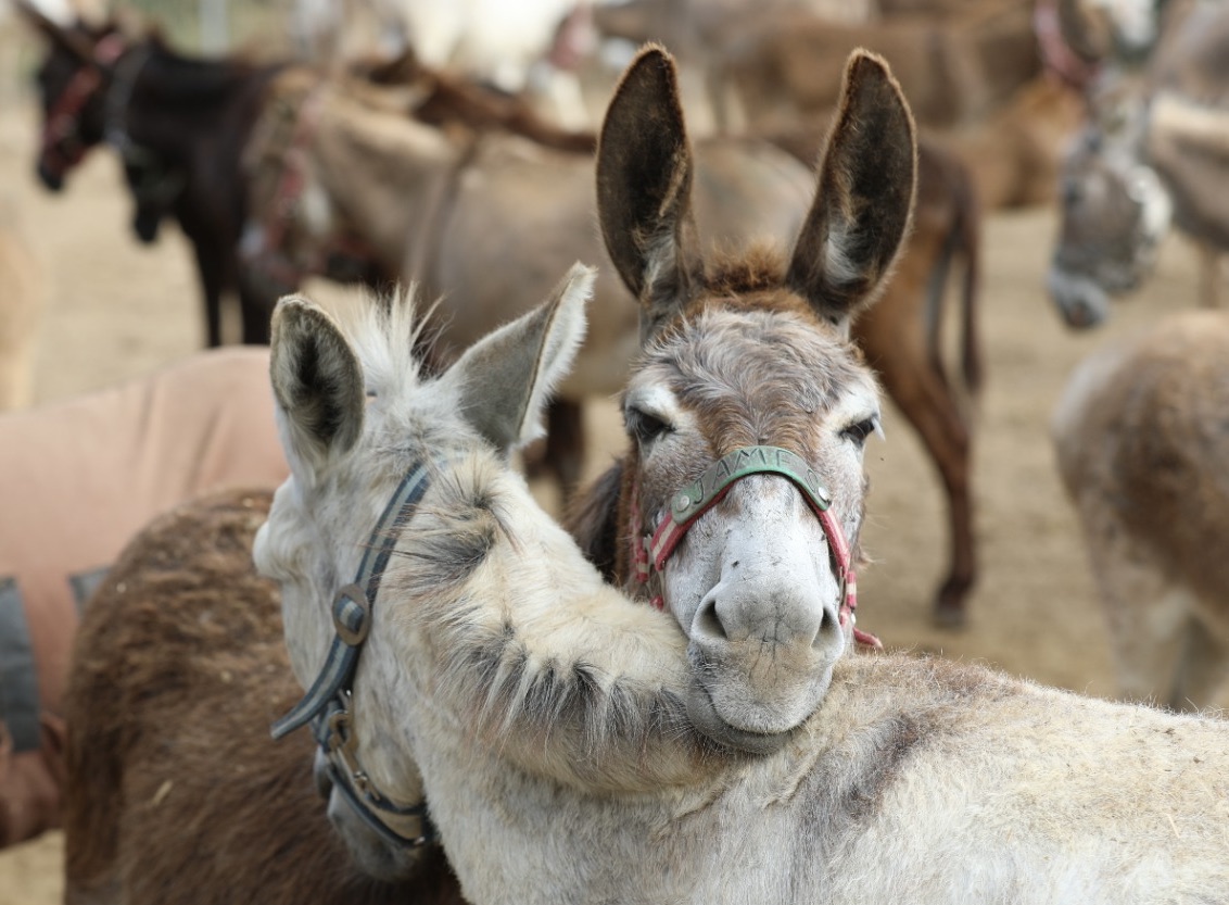 Our donkey update – 6th June 2024