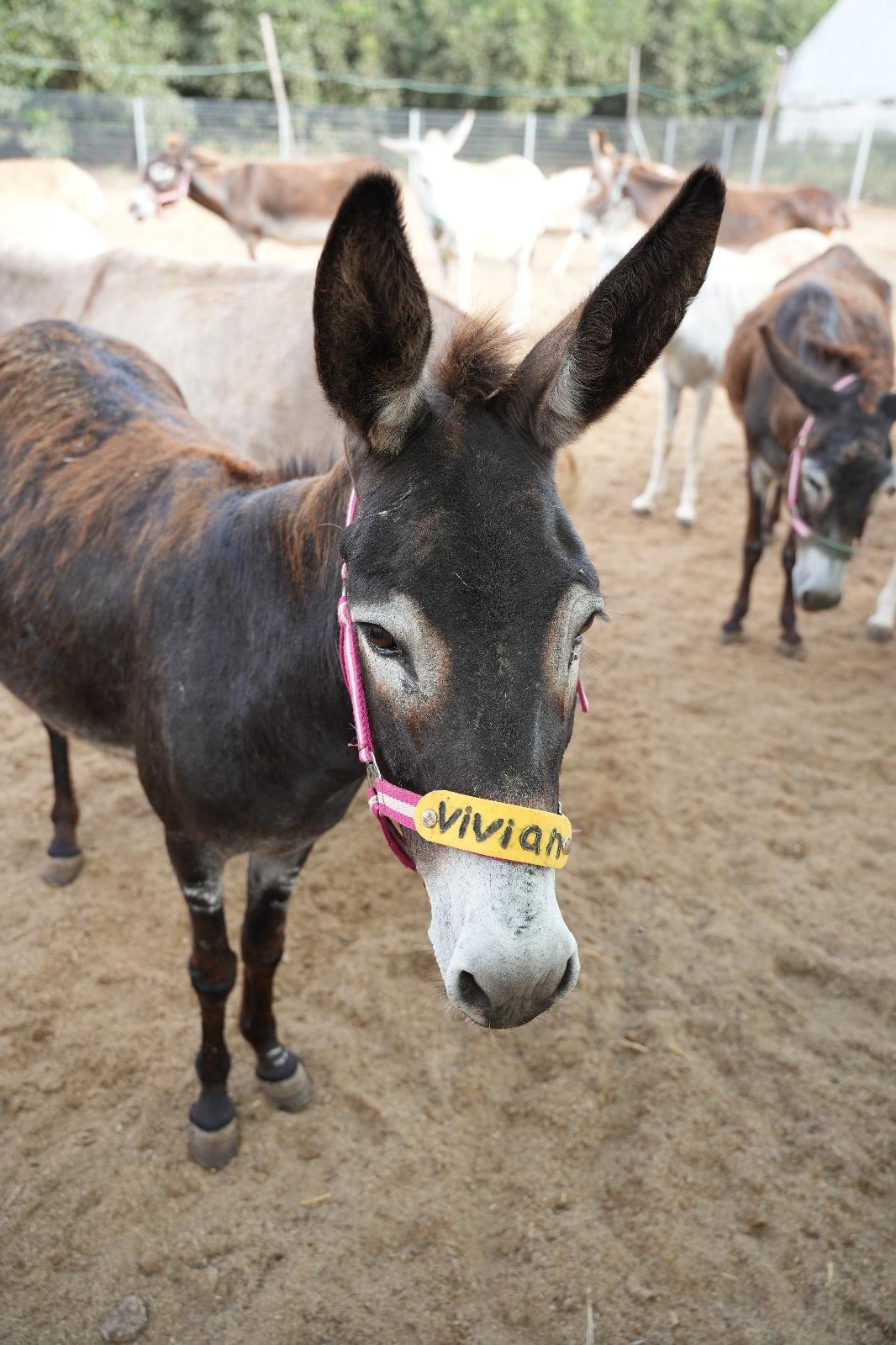 Our donkey update – 11th July 2024