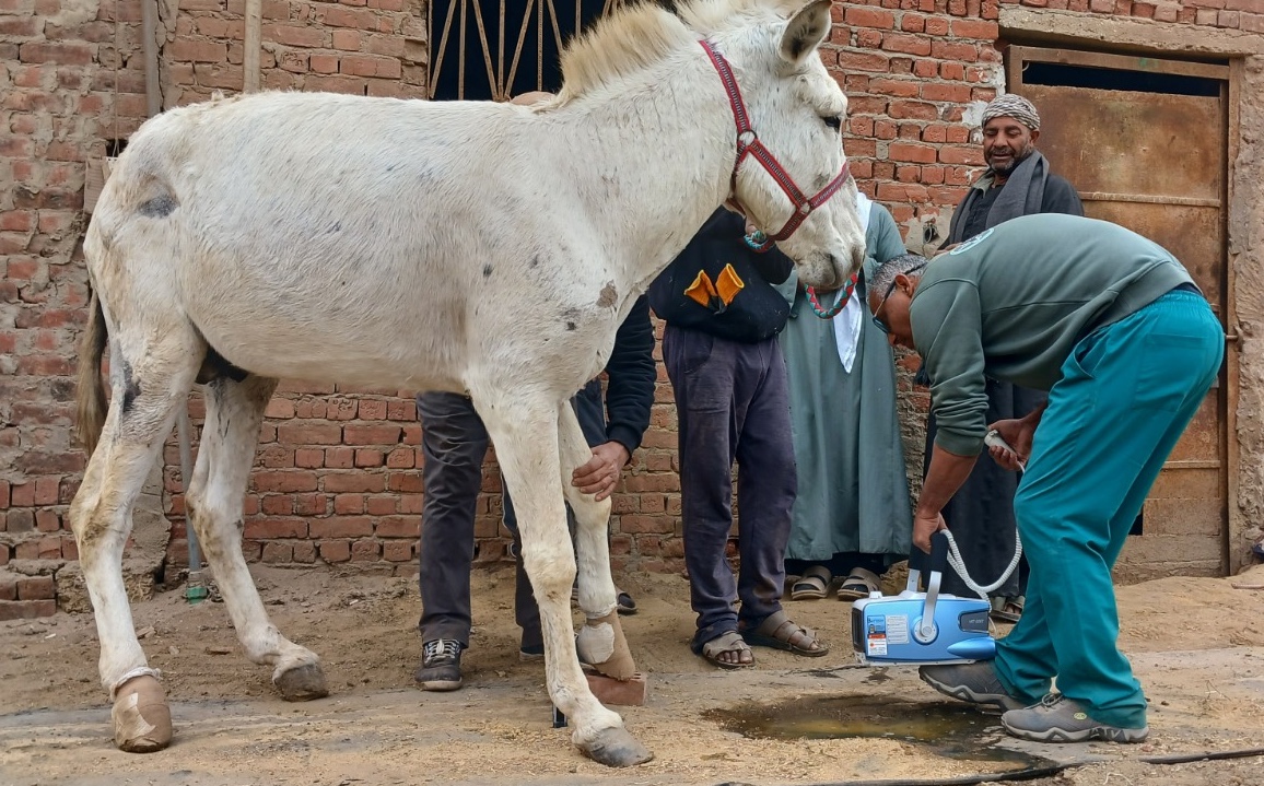 Our donkey update – 22nd August 2024