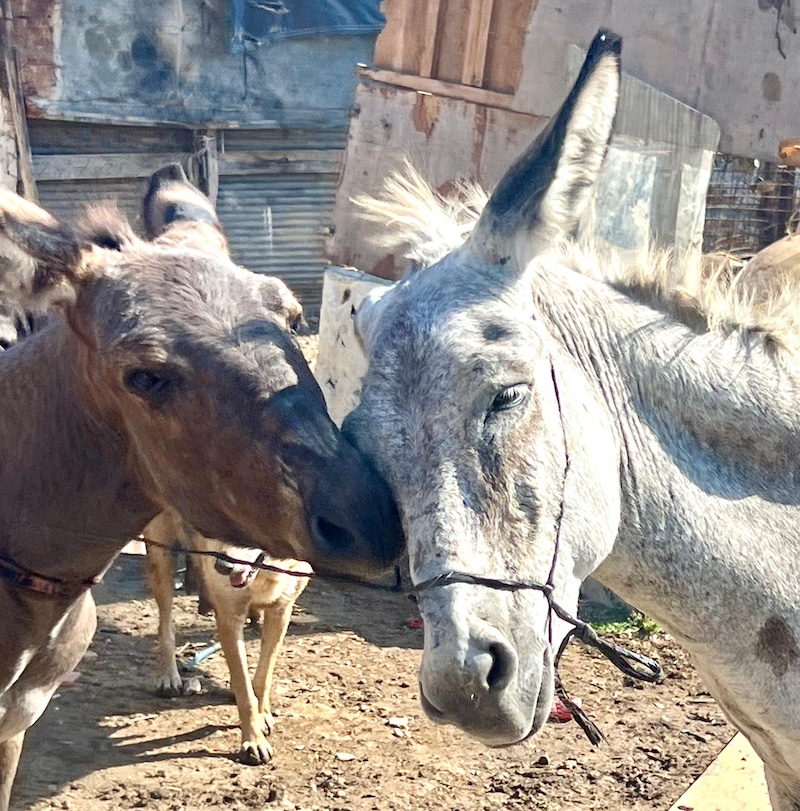 Our donkey update – 15th August 2024