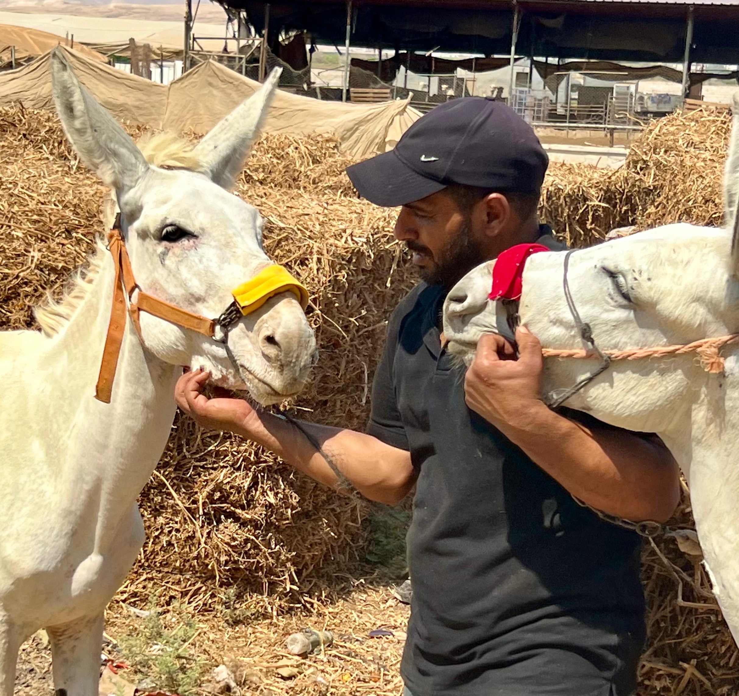 Our donkey update – 29th August 2024