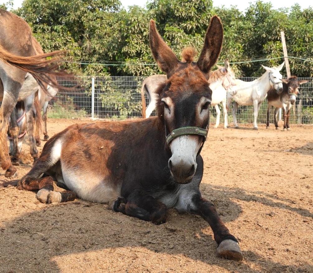 Our donkey update – 8th August 2024