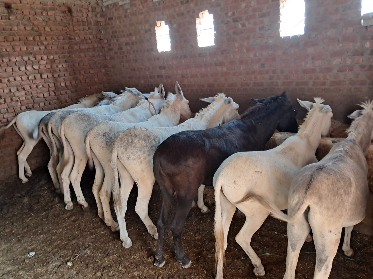 Our donkey update – 21st November 2024