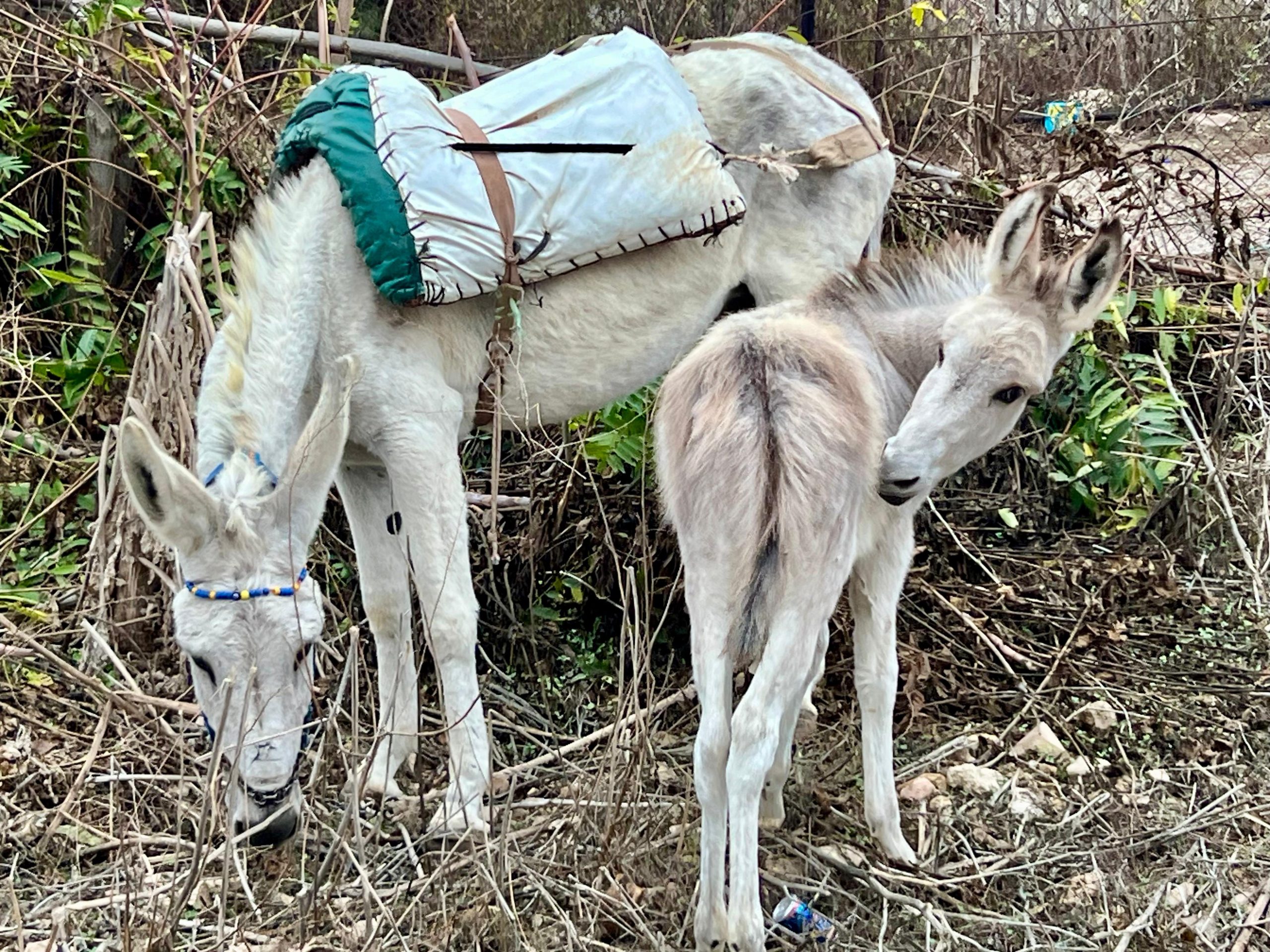 Our donkey update – 5th December 2024