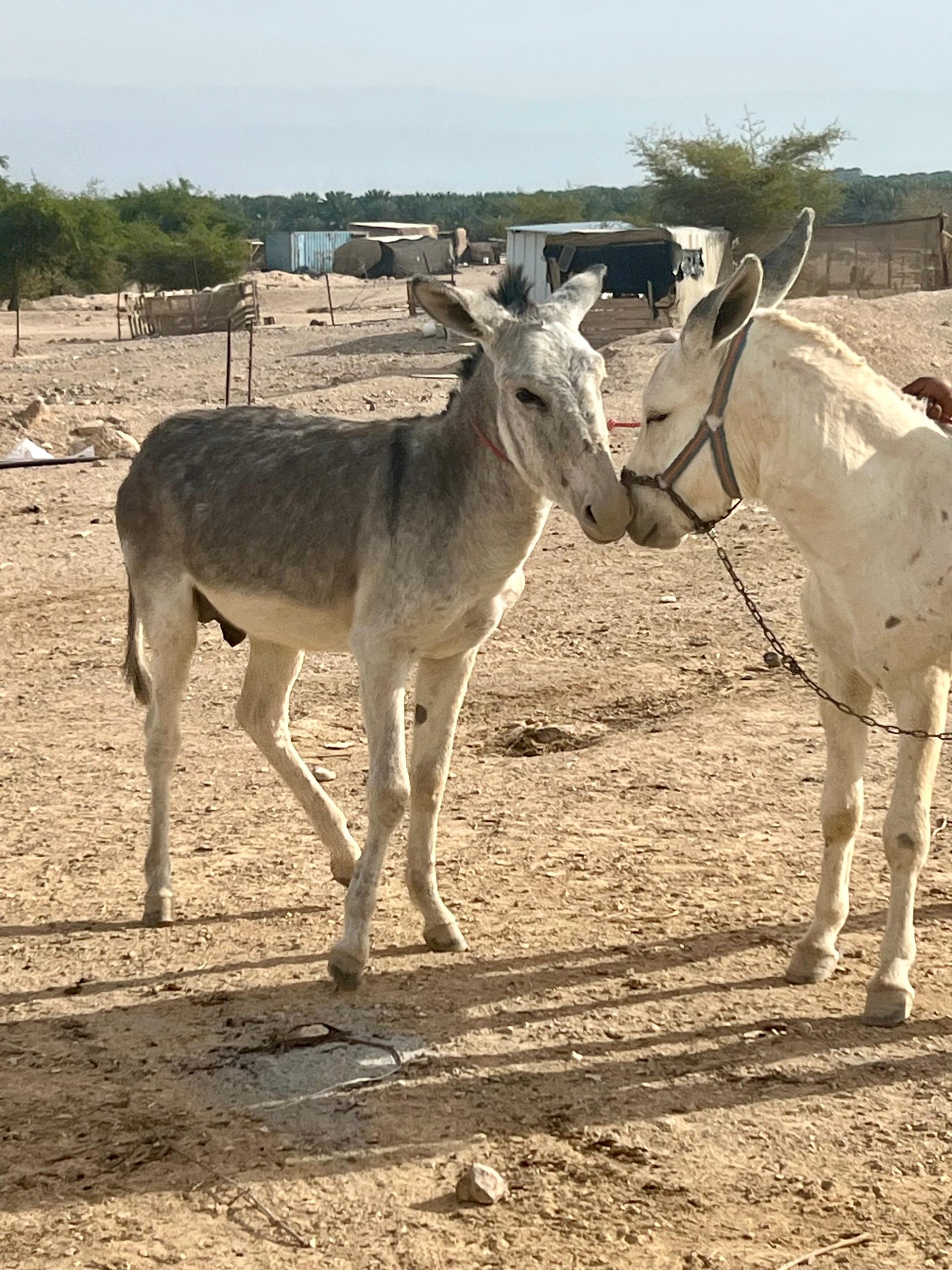 Our donkey update – 16th January 2025