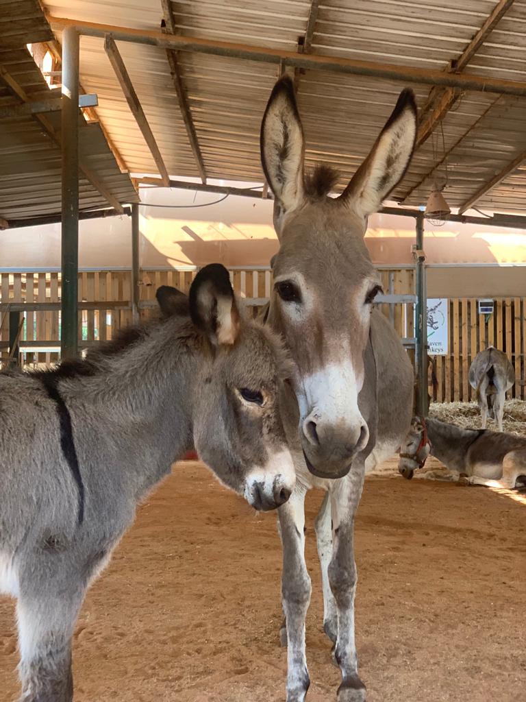 Our donkey update – 23rd January 2025