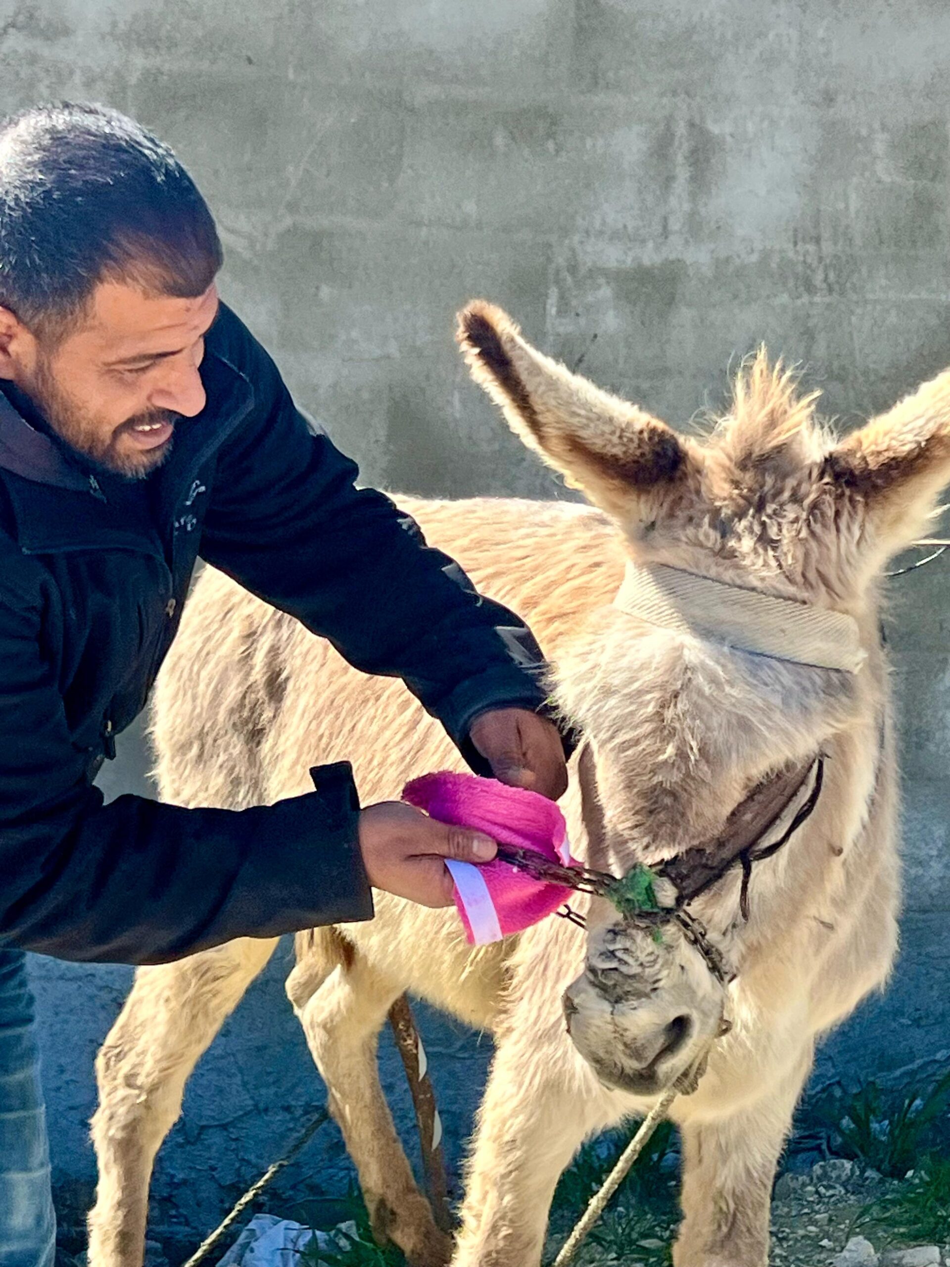 Our donkey update – 20th February 2025