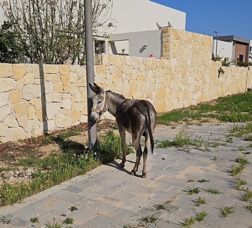 Our donkey update – 20th March 2025